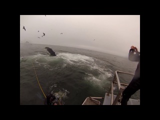 a pair of humpback whales almost grabbed two divers watching them.